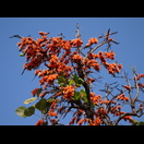 Ein Baum mit auffälligen Blüten